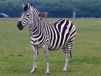 Imagine atasata: zebra.jpg